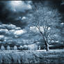 Home Tree II infrared...