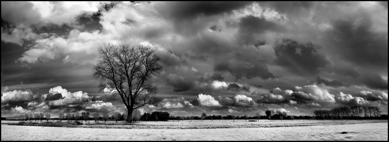 Black Tree Pano infrared...