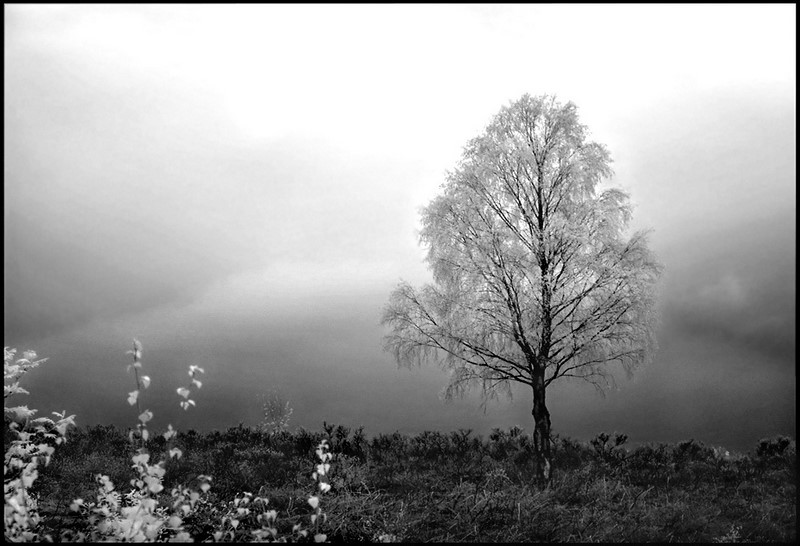 Birch Tree b+w infrared...