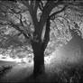 German Oak Tree infrared...