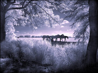 Horses infrared... by MichiLauke