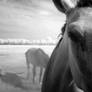 Horses III - infrared ...