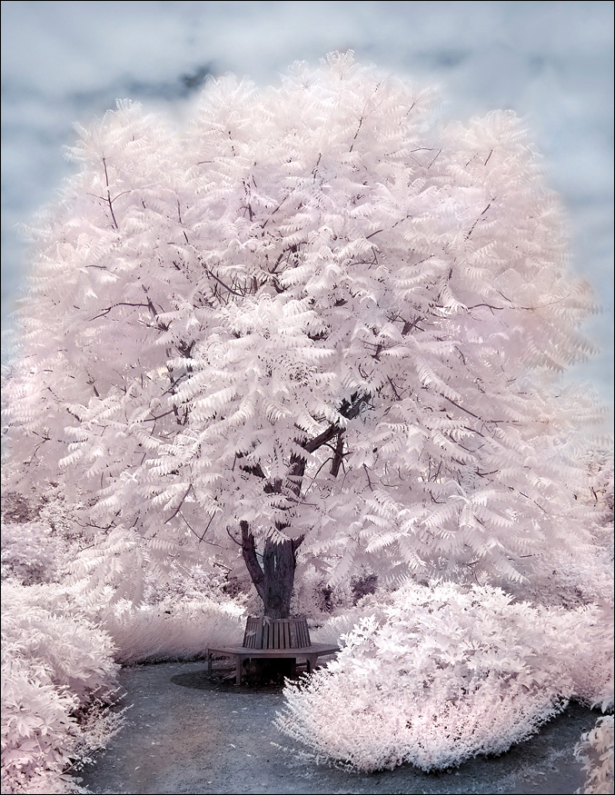 Magic Tree II infrared...