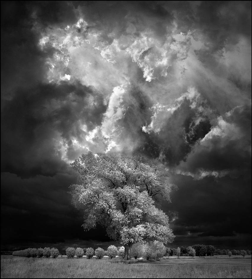 Home Tree VII infrared... by MichiLauke