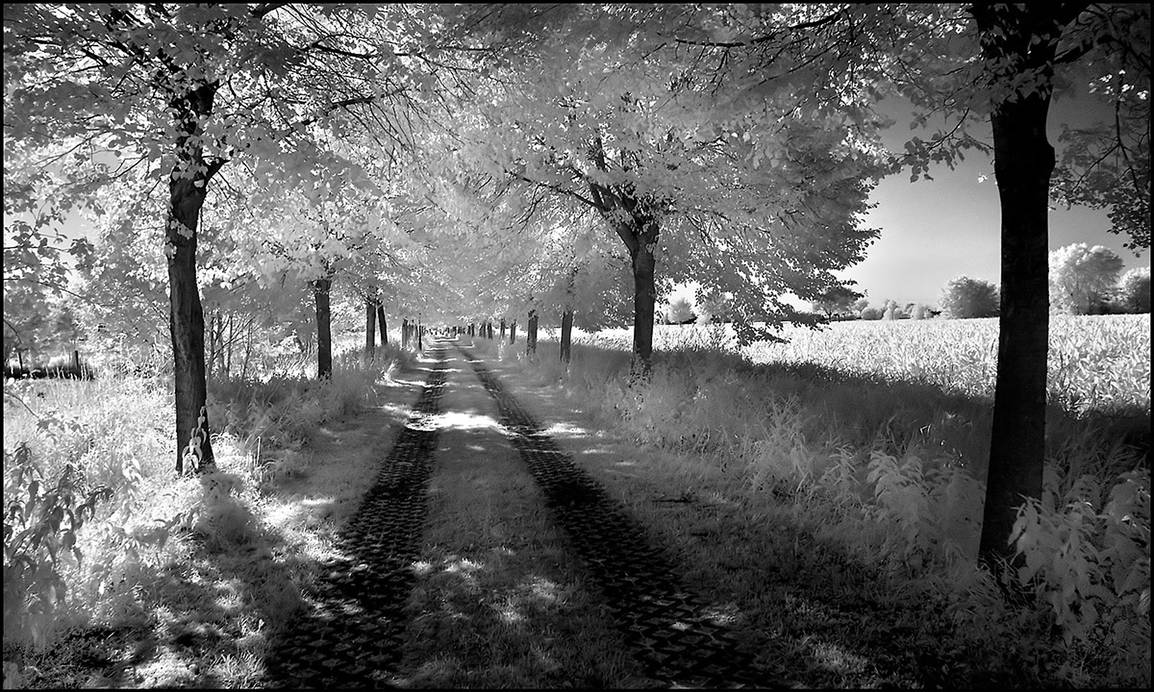 Shady Tree Alley infrared... by MichiLauke