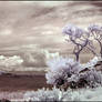 Koh Larn Wild Beach infrared