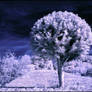 Red Berry Tree infrared