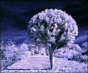 Red Berry Tree infrared