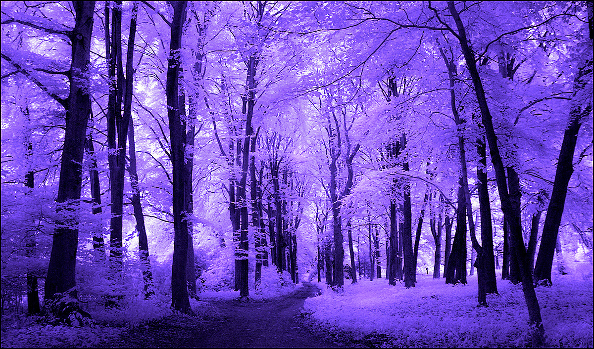 Purple Trees Infrared...