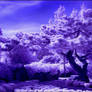 Old Japanese Pine Infrared...