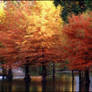 Autumn Colors Water Cypresses