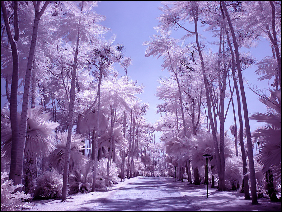 Palm Tree Paradise infrared...