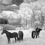 Four Horses infrared...