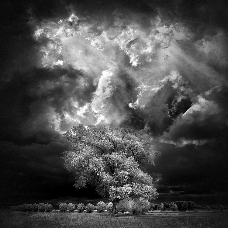 Home Tree - infrared