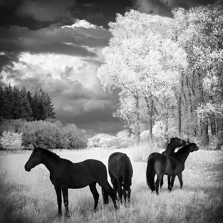 Horses Dreams Infrared