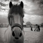 Two Horses infrared by MichiLauke