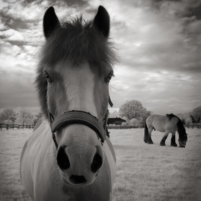 Two Horses infrared