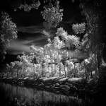 Tropical Garden - infrared by MichiLauke