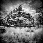 Tree - infrared by MichiLauke