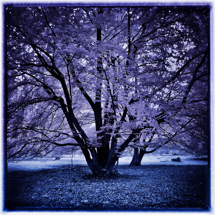 Pink Tree Blue Earth infrared