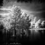 Water Cypresses infrared