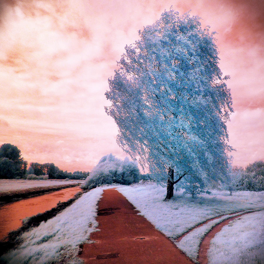 Blue Tree infrared