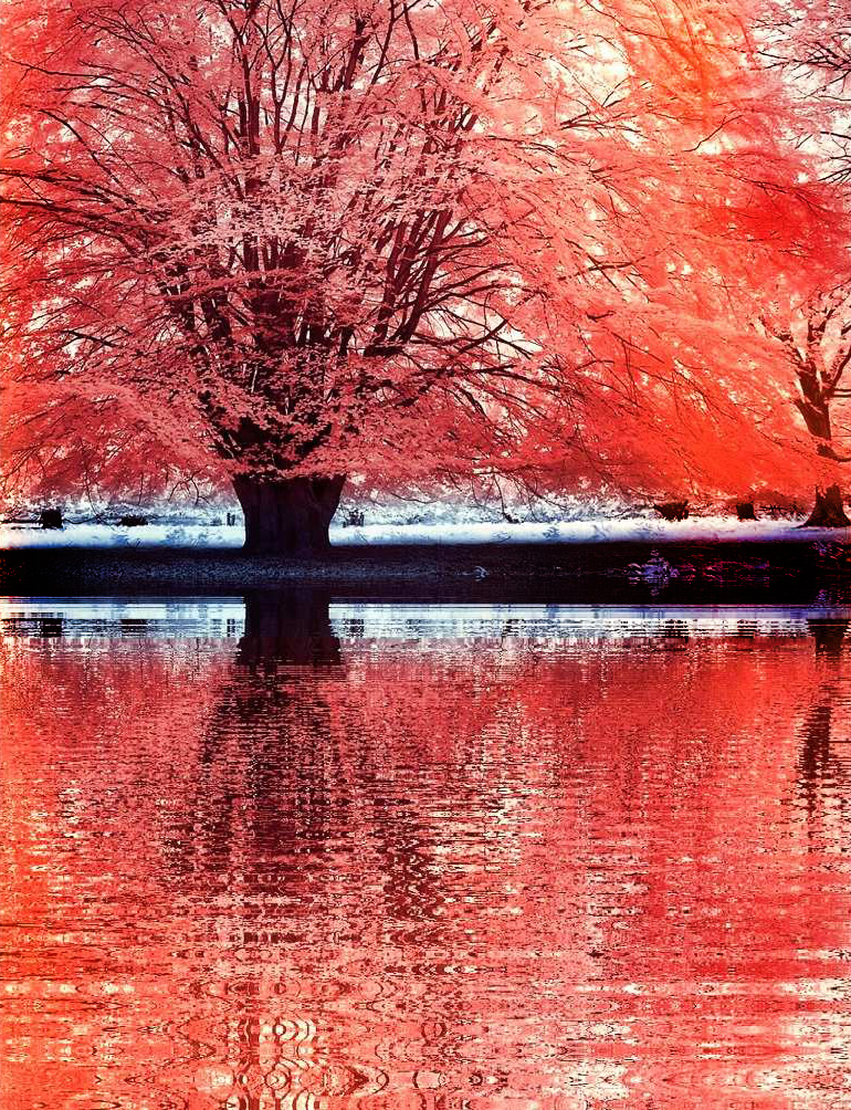 Red Tree infrared