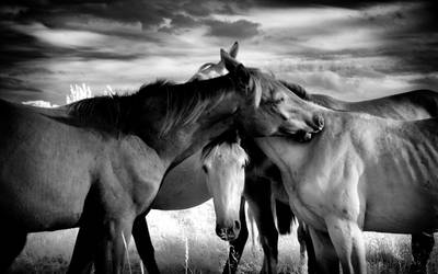 Horses Love infrared by MichiLauke