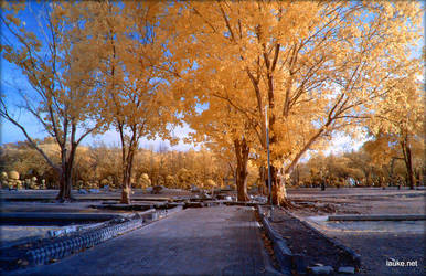 Holy Trees infrared by MichiLauke