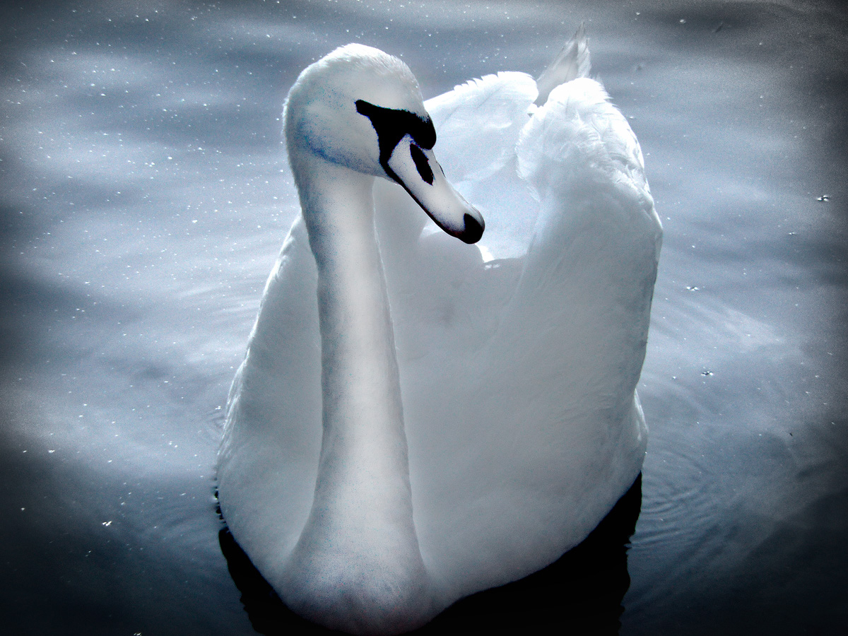 Swan infrared