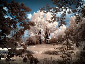 Tree infrared (at Lake Wolny Germany) by MichiLauke