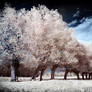 Spring Willow Trees infrared