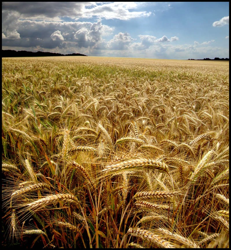 Fields of Gold...