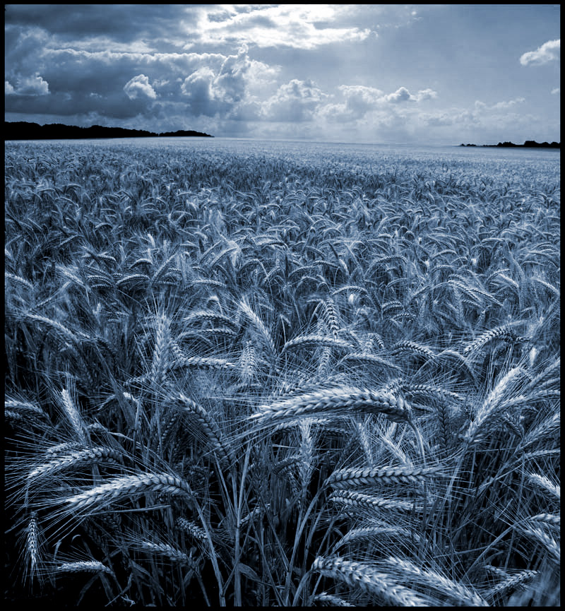 Fields of Gold in Blue...