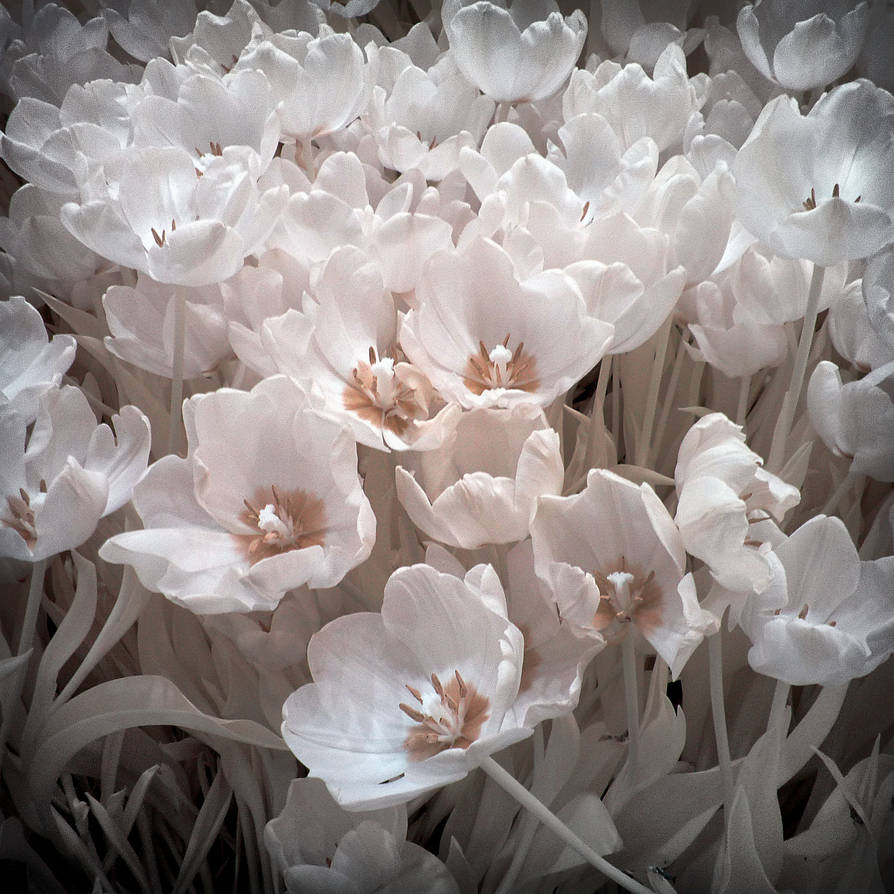 Spring Greetings infrared by MichiLauke