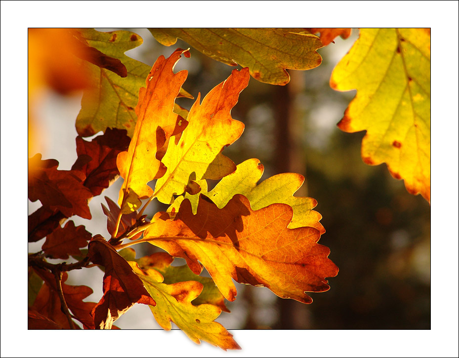 Autumn Oak Tree Leaves...