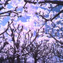 Spring Trees infrared