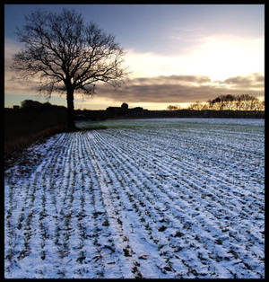 Winter grain...