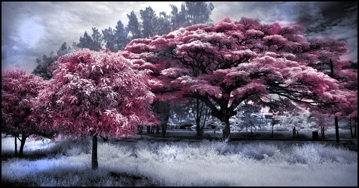 Thai Schoolyard Tree infrared