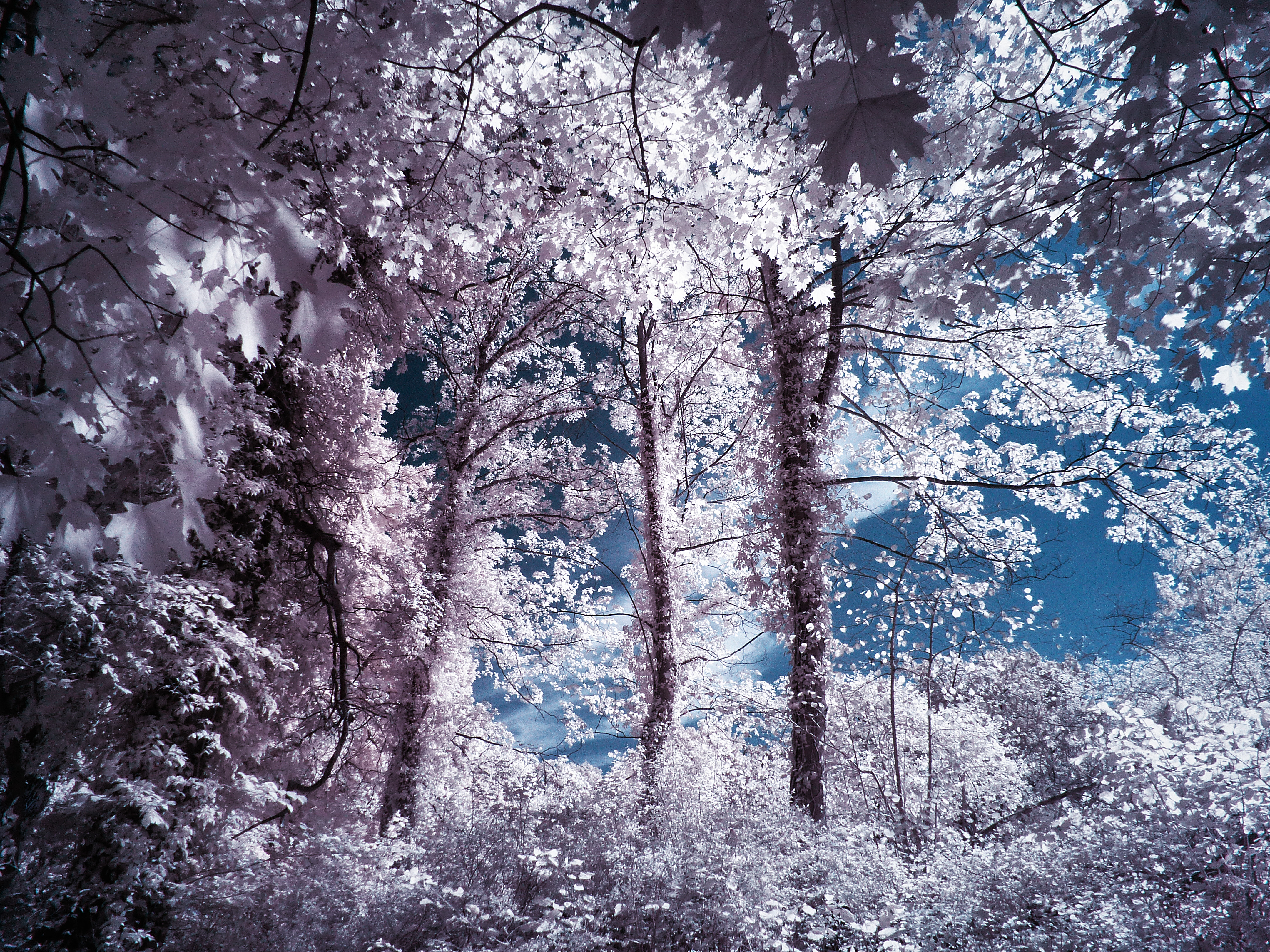 Borsig Park Berlin 4 Infrared