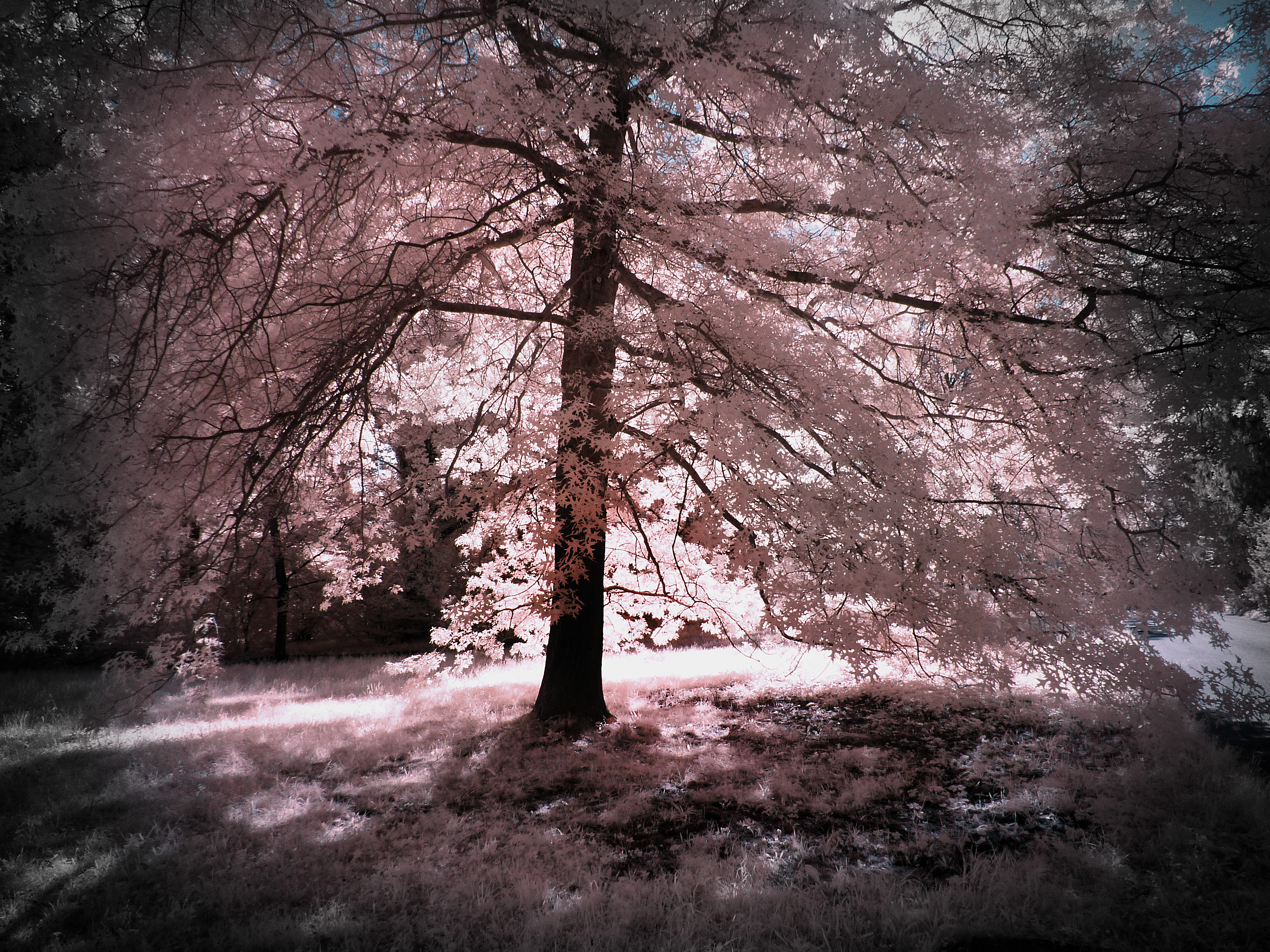 Back Light Tree infrared