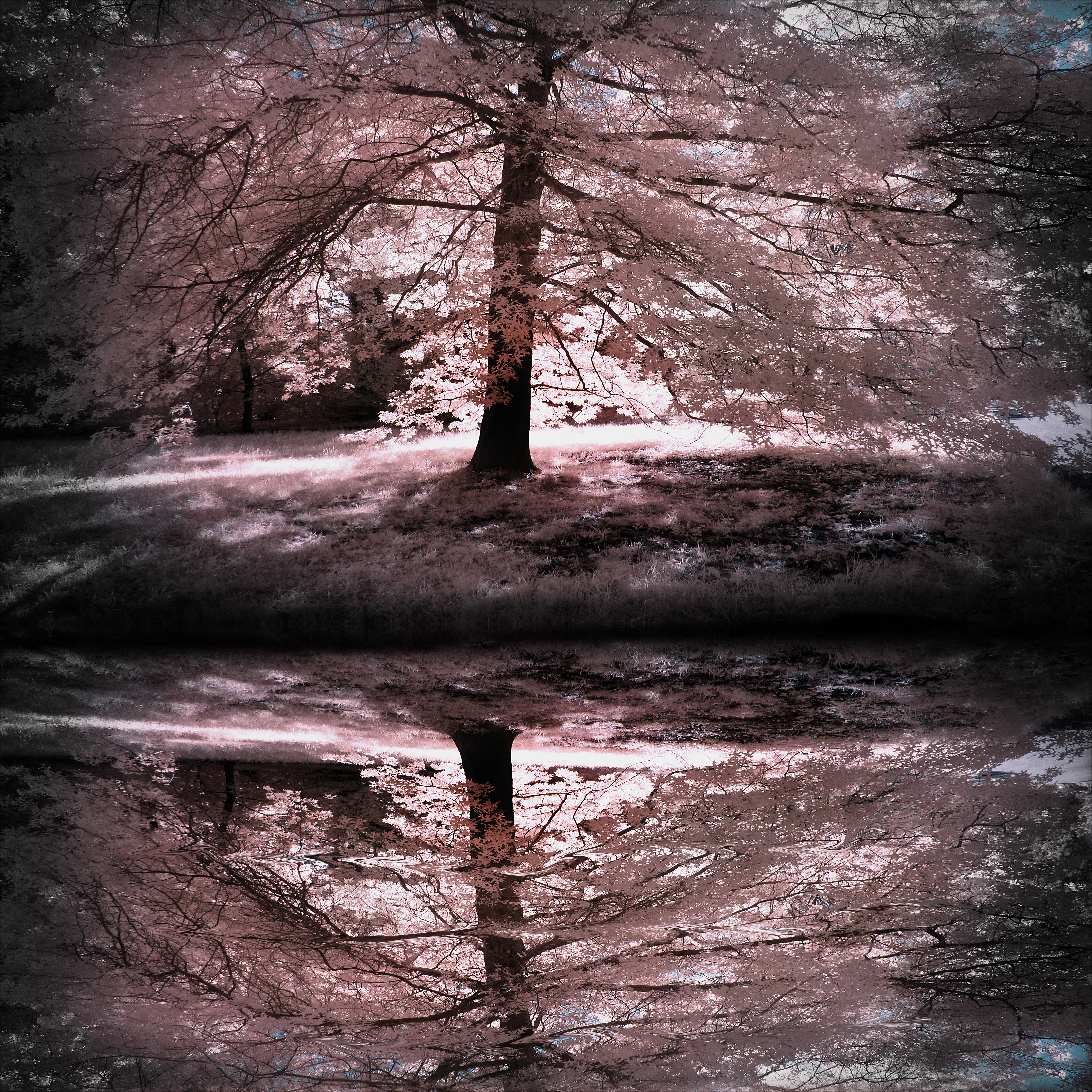 Waterscape Back Light Tree infrared