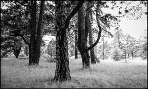 Old Trees - Berlin Botanical Garden infrared by MichiLauke