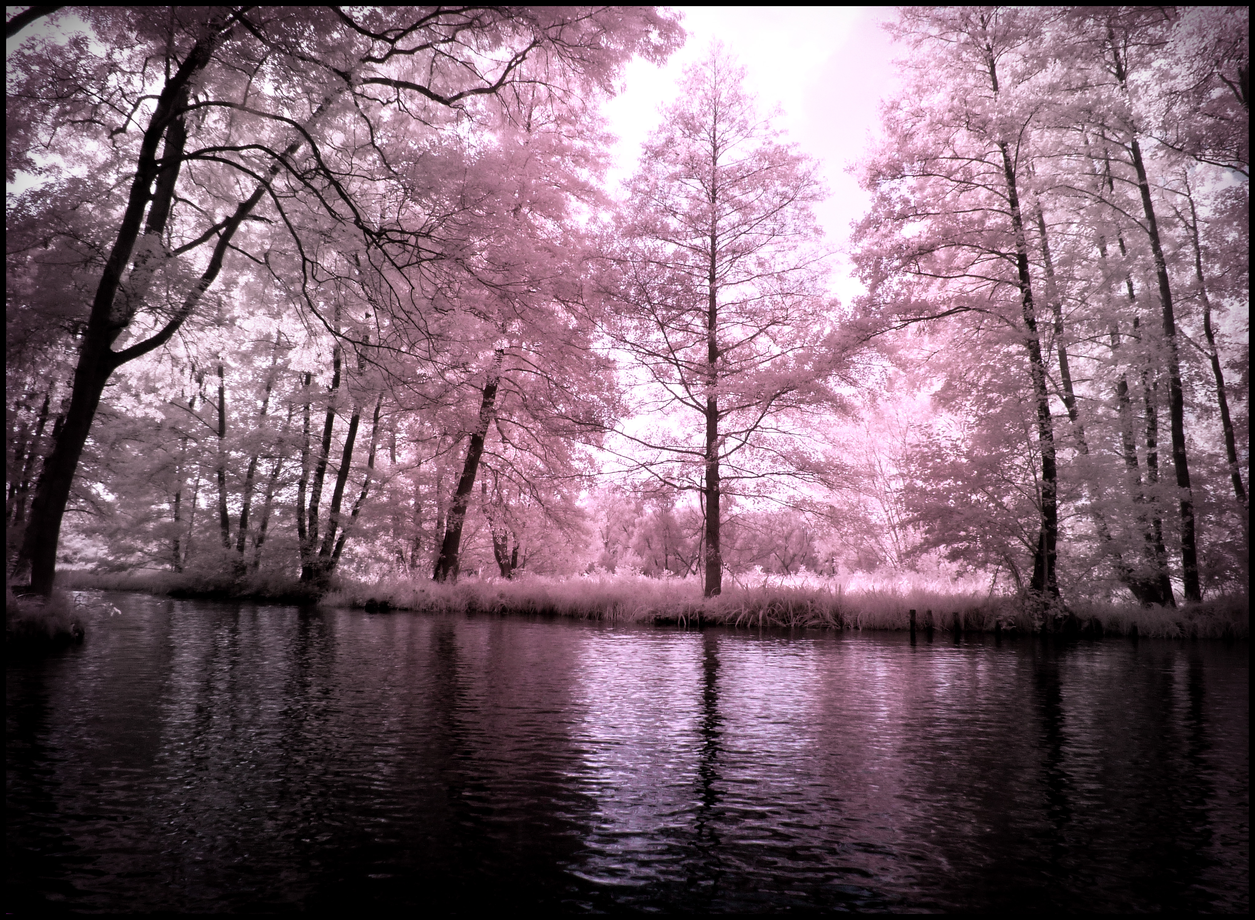 Summer in September VI infrared