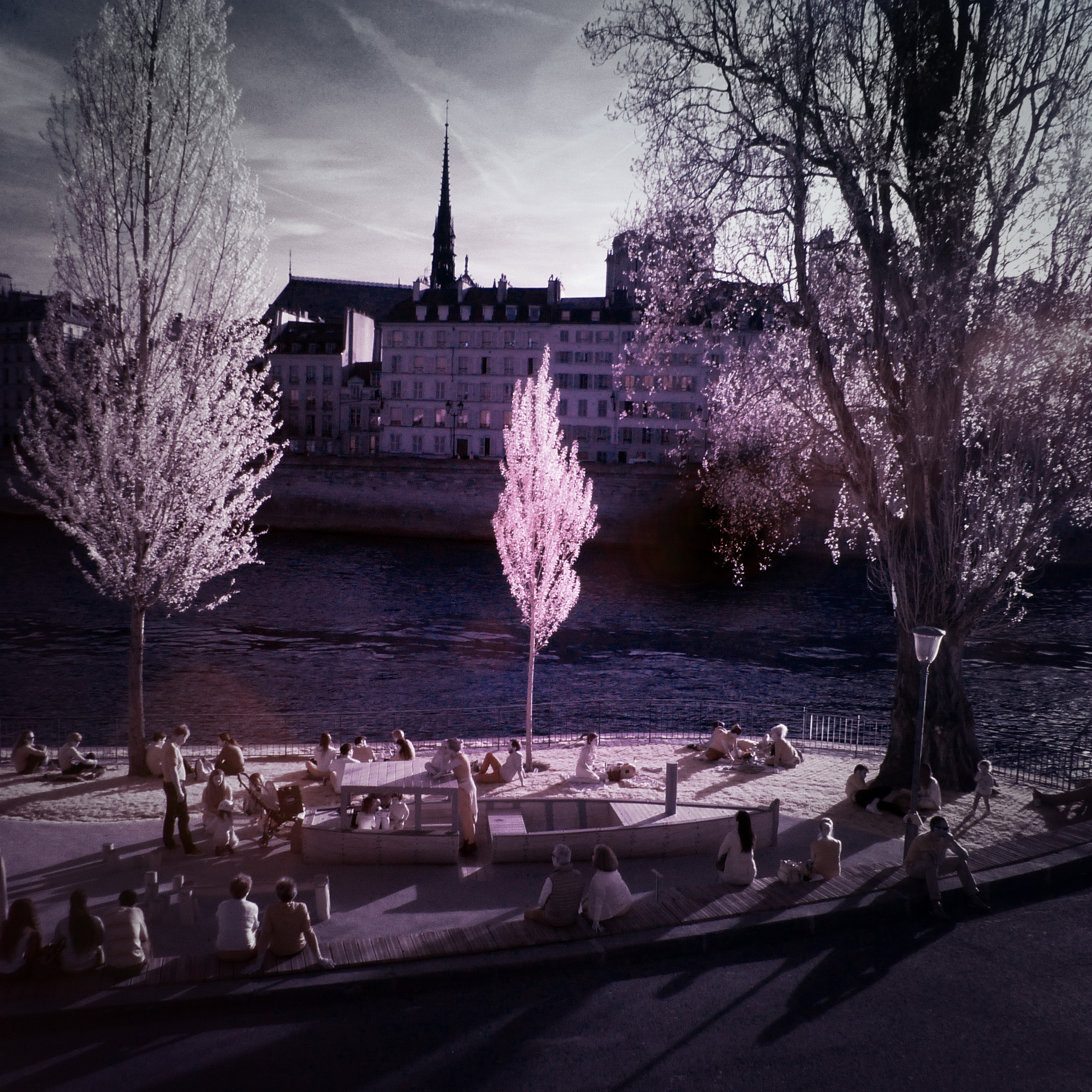 Little Tree in Paris - infrared