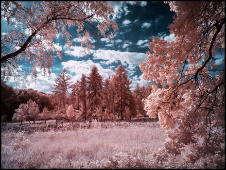 Tegeler Forest Berlin infrared