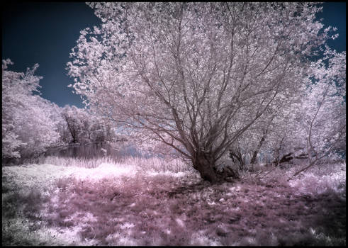 Backlight Nature infrared