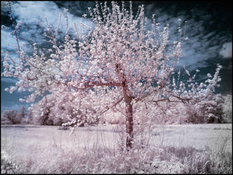 Little Funny Tree infrared
