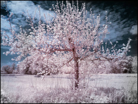 Little Funny Tree infrared