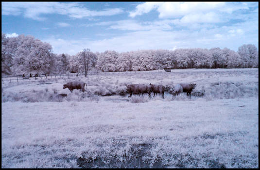 Water Buffaloes infrared